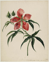 BB+ 038
<br/>
Kembang Sepatoe
<br/>
<em>Koning, Elisabeth Johanna (1816-1887)</em>